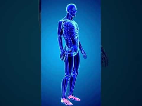 What does copper do in the body?