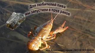 Раки для любителей пива