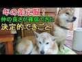 年の差克服！先輩犬と後輩犬の仲の良さが確信できた決定的できごと　柴犬まめとちゃめ