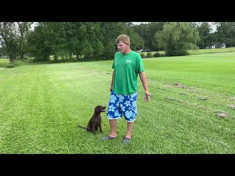 Training a Lab Puppy to Retrieve Dove!
