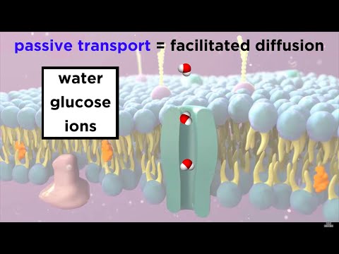 Structure Of The Cell Membrane: Active and Passive Transport