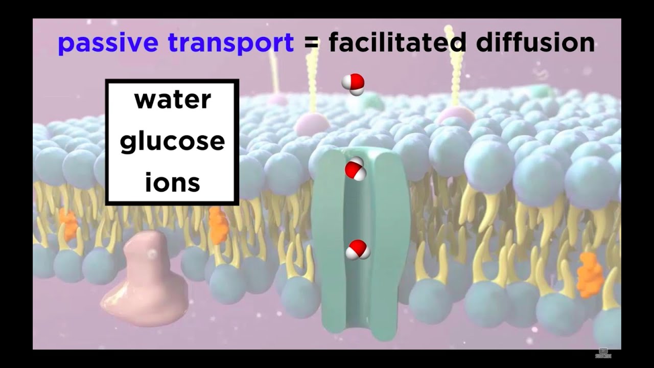Structure Of The Cell Membrane: Active and Passive Transport