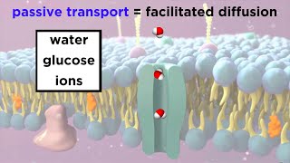 Structure Of The Cell Membrane: Active and Passive Transport