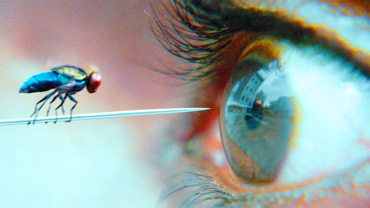 Ele RENASCEU como uma MOSCA LUTADORA em busca de VINGANÇA - RECAP