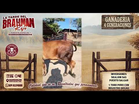 Subasta Rojo - Ganaderia 4 Generaciones - Puerto Salgar