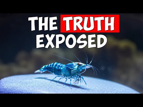 This Hobby Is Ruining Lives! (The Dark Side of Shrimp Keeping)