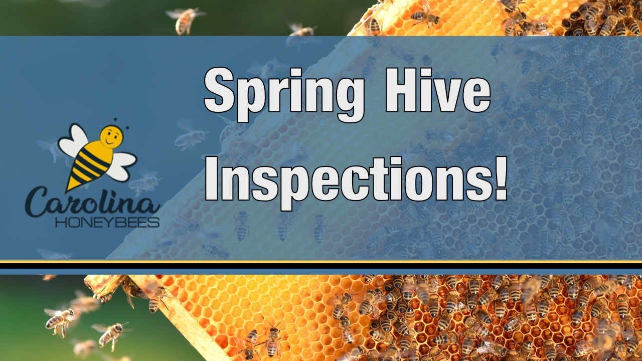 Early Spring Hive Inspections for Swarm Prevention