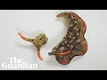 Scientists discover incredible self-decapitating sea slug