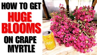This Will Cause Your Crape Myrtles Bloom To EXPLODE!!!