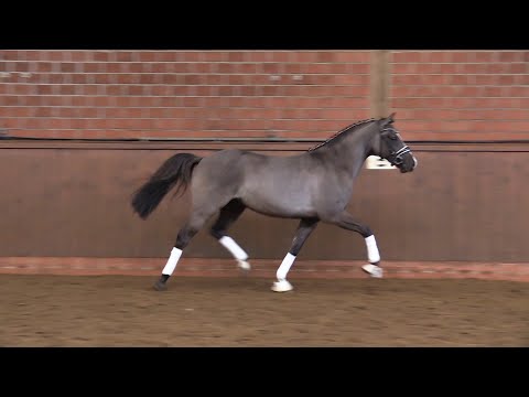 EILUNS DONUT,  Wallach von Kastanienhof Donnertrommler - Avalon