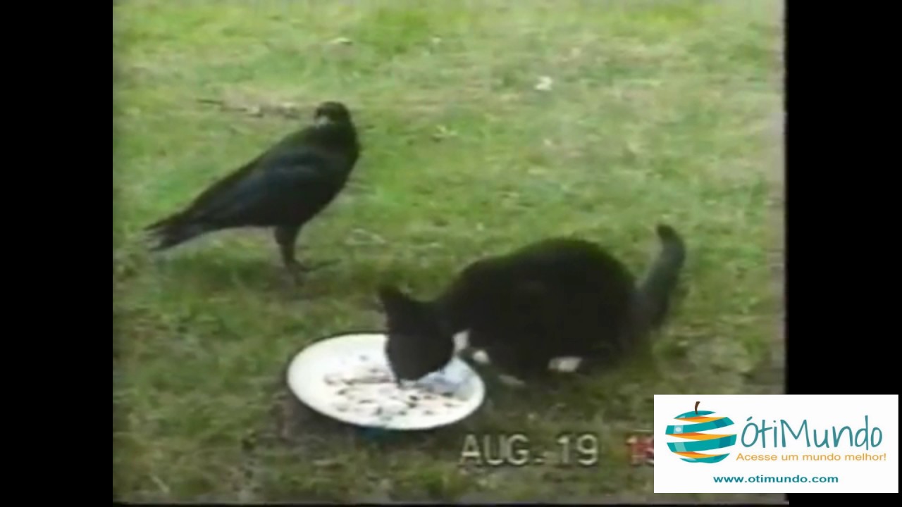 Este gatinho estava abandonado, mas achou um amigo fora do comum que salvou sua vida