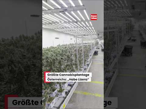 Größte Cannabisplantage Österreichs: „Habe Lizenz“