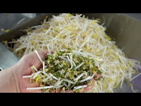 꼭 제거해주세요! 기사식당 대박집 숙주나물 이렇게 만들어 정말 맛있어요~