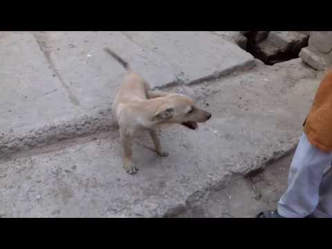 baby cute dog don | awan ali