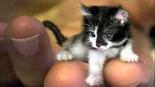 Worlds Smallest Cats Video