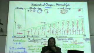 Dr Gehan Menstrual Cycle & Placenta 3-3-2014