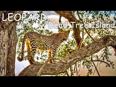 Leopard Of Dead Tree Island @ Leopardo de la isla del árbol muerto