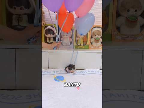Kucingnya keseleo malah di kasih balon #shorts #shortsviral