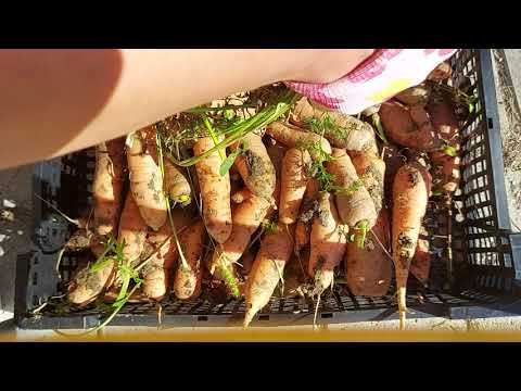, title : 'Cum se pastreaza morcovii in nisip pentru iarna'