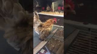 Ayam Female #3
