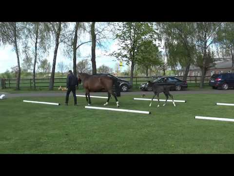 15 Stutfohlen von De Niro - Florencio