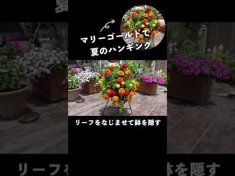 貧しい人の蘭は、完全な太陽の下で花の夏のプランターをぶら下げています