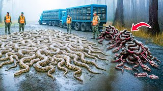 They Laughed As Florida Released HUNDREDS Of Rare Snake Killers - The Result Amazed The World