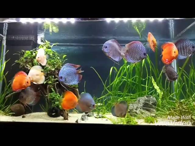 Discus fish tank/Planted albino platinum/turquoise/red panda/- Anuj Aggarwal