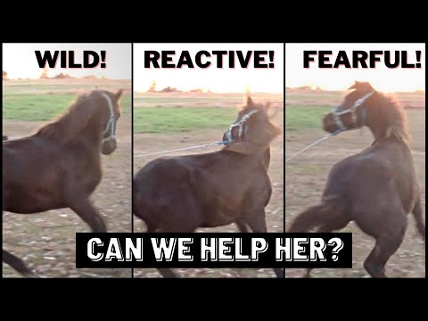 YouTube video about: What do horses do when they are scared?