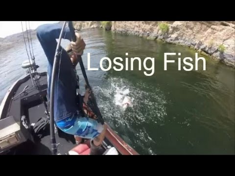 Losing A Swimbait Fish - The Swimbait Grind