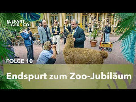 Lama Horst wird zum Pressestar (Folge 10) | Elefant, Tiger & Co. | MDR
