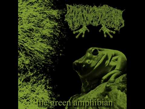 Phyllomedusa-Collect The Dead Skin As Means For A Shrine