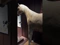 Napoleon’s Last Horse!! The #remains of #vizir !!🤯 #armymuseum  #napoleon #arabianstallion #spry