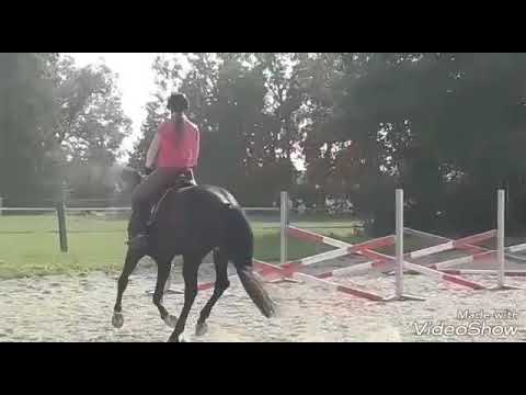 V/A- Training mit Gabalier🐴