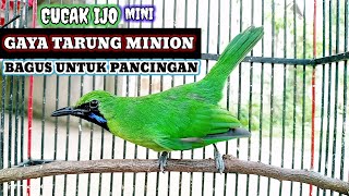 Download lagu Tembakan keras Cucak Ijo Mini 💯 Pancingan Paling Cepat Bunyi/Respon 💯Ampuh mp3 Download lagu Tembakan keras Cucak Ijo Mini 💯 Pancingan Paling Cepat Bunyi/Respon 💯Ampuh mp3