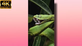 Dangerous  Nature's status ❤️ | Snake nature WhatsApp Status | Full screen 4k HD status ❤️ #Hunger