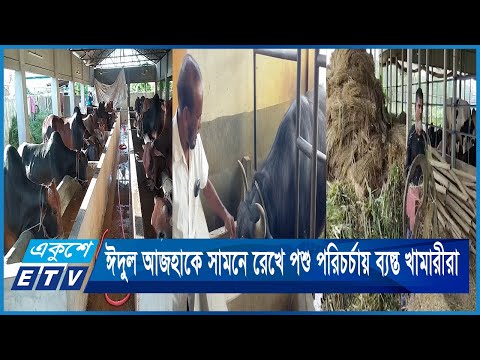 ঈদুল আজহাকে সামনে রেখে পশু পরিচর্চায় ব্যস্ত খামারীরা | ETV News