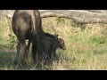 One Of Two More Wildebeest Births