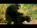 Las hembras de chimpancé aceptan a todos los machos para aparearse