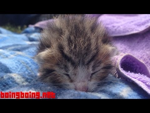 Kitten, 9 days old, crying with maximum cuteness - YouTube