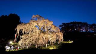 preview picture of video '「三春滝桜」ライトアップ(HD1280x720p) Miharu Weeping cherry tree Night view'
