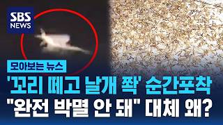 한강 아래 서식지까지 발견…"완전 박멸 안 돼" 대체 왜? / SBS / 모아보는 뉴스