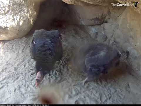 Hutton's Bowl Condor Chick Shares Camera Time With Dad #374 – June 25, 2018
