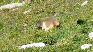 Marmotte Vanoise