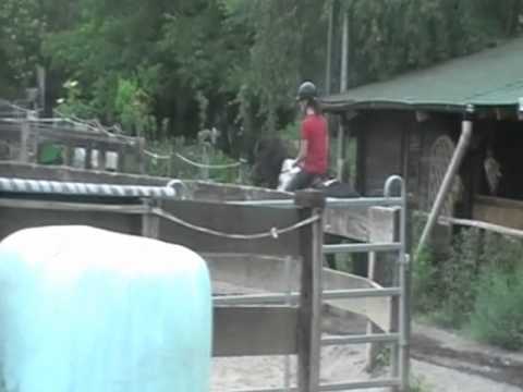 Alfkona vom Tannenbusch