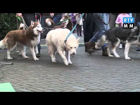 Glazen Huis Emmen 2015 - Update 34: De laatste uurtjes