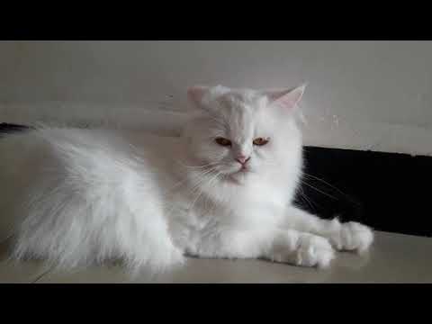 How to Check Original Persian Cat | What is the Identity of the Real Persian Cat? | persian cat