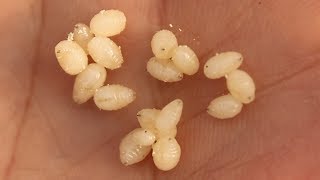 Искусственная наживка для зимней рыбалки