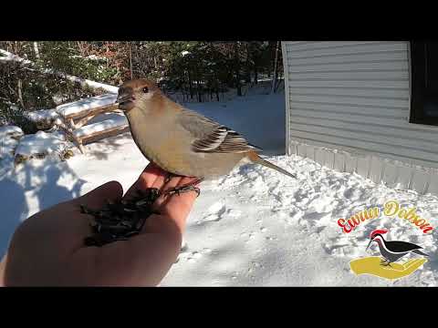 Female Pine Grosbeak