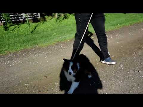 Australian Shepherd puppy for sale